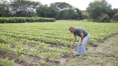 En Comayagua se cultivan vegetales no tradicionales. Los productores piden apoyo con equipo moderno, sistemas de riego y conocimiento para hacer buen uso de las tierras.