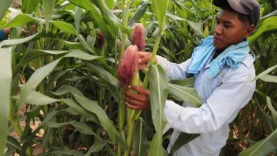 Los pronósticos, al menos para la región central, donde se localiza Tegucigalpa, han fallado en septiembre, luego de que se había anunciado que habría lluvias al menos cada tres días.