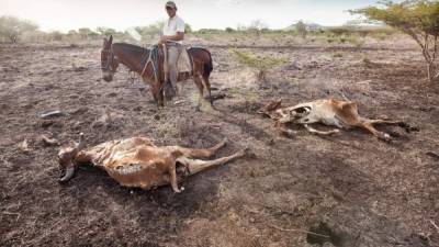 Ganado bovino de Nicaragua muerto por la sequía.