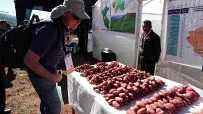 Las papas nativas que se cultivan en los Andes peruanos tienen un aporte alto en calorías y proteínas.