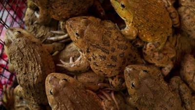 El estudio alertó, sin embargo, que las ranas actuales, que comprenden más de 6.700 especies conocidas, y muchas otras especies animales y vegetales están bajo 'estrés severo' en todo el mundo debido a la destrucción del hábitat, la explosión de la población humana y el cambio climático. EFE/Archivo