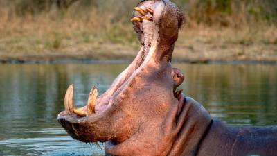 Lo que comenzó como un capricho del narcotraficante Pablo Escobar hoy se ha convertido en una amenaza real. Más de tres décadas después, los hipopótamos que alguna vez formaron parte de su zoológico privado podrían enfrentar su capítulo final.