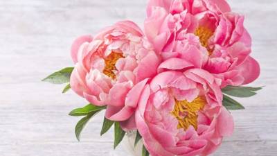 La rosa de Castilla tiene una buena actividad antioxidante.