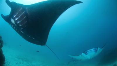 Un ejemplar de mantarraya genera un millón de dólares de ingresos provenientes del turismo.