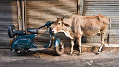 Las vacas son consideradas sagradas en India.