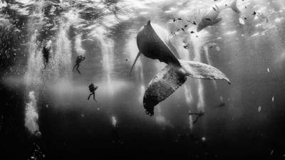 Una impresionante fotografía submarina de unos buceadores junto a una ballena jorobada tomada por el mexicano Anuar Patjane Floriuk, ganó el National Geographic Traveler Photo Contest 2015, imponiéndose a otras 17.000 imágenes.