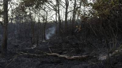 Un total de 36.000 hectáreas de bosques fueron consumidas por 892 incendios forestales registrados en 2017 en Honduras, según cifras del Instituto Forestal. EFE/Archivo