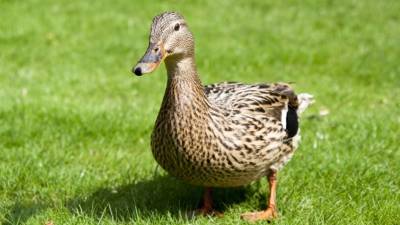 Las patas, al igual que otros animales, se enfurecen cuando ven a alguien cerca de sus crías. Foto: iStock.