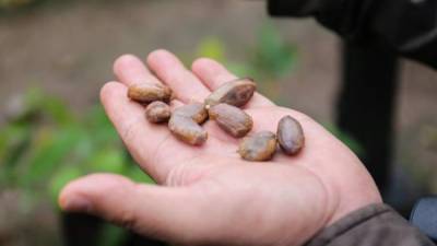 Un agricultor verifica semillas de cacao.