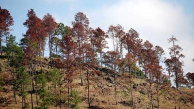 Las autoridades buscan atender y dar una respuesta para evitar una nueva crisis como la ocurrida entre 2014 y 2017, cuando fueron destruidas por el insecto más de 500,000 hectáreas de pinares y dejó pérdidas por un poco más de 200 millones de dólares.