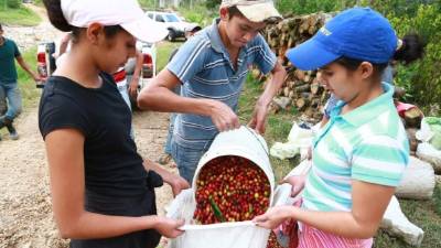 Comayagua registró una producción de 1.7 millones de quintales, lo que significó un incremento de 22% en comparación con el ciclo pasado.