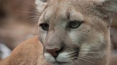 El animal atacó al hombre mientras se ejercitaba.