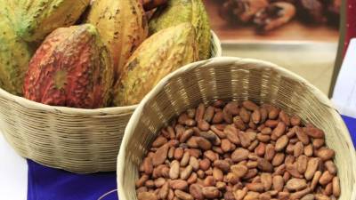 El Catie de Costa Rica y la Aprocacaho han formado una alianza de investigación