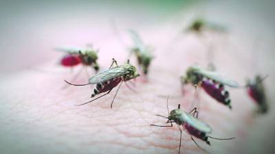 Esta enfermedad vectorial es transmitida por el zancudo Aedes aegypti; puede provocar dolor de cabeza, de ojos y de cuerpo, conjuntivitis seca y fiebre leve; pero lo grave son los daños neurológicos.