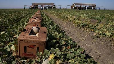 Guatemala es el país más afectado con 240 mil familias