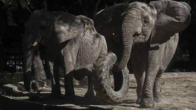El elefante Pupi y Kuki en el zoológico de Buenos Aires, Argentina. AFP.