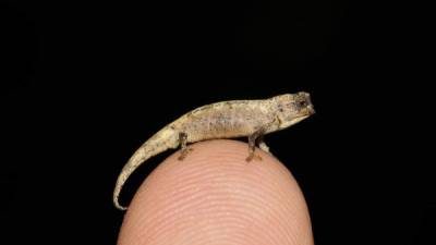 El reptil es tan pequeño que cabe en la punta de un dedo. Foto AFP