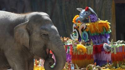 'Trompita', que recibió las felicitaciones de todo el personal del zoológico y de los visitantes.
