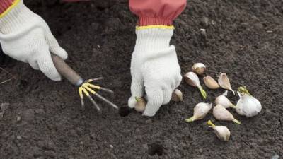 El ajo es una planta bastante rústica que se adapta bien a diferentes climas.