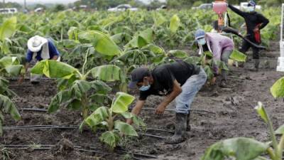 Productores de Cane, La Paz, son beneficiados con el programa gubernamental Agrocrédito.