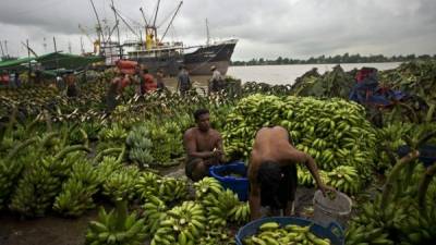 Productores en Birmania (al sudeste de Asia) empacan bananos para exportación. Foto: AFP