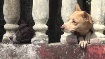 Perros del hombre asesinado.