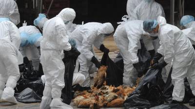 La transmisión de la gripe aviar al hombre es una “gran preocupación”, advierte la OMS.