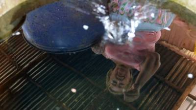 La ONU instó el viernes a los países afectados por el zika a autorizar el aborto, probable causante de malformaciones en los fetos y de problemas neurológicos. AFP