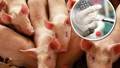 Una prueba clínica promete un gran avance en medicina regenerativa.