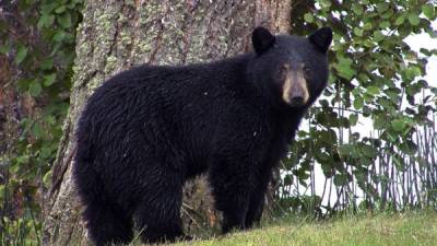 El oso negro es también llamado oso negro americano, es el mamífero más común en Norteamérica.Foto.AFP
