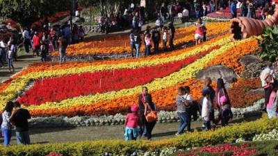 Fotografía del 15 de enero de 2017, que muestra una vista general de uno de los jardines de la 45 edición de la Feria Internacional de las Flores y el Café, que se desarrolla hasta el 22 de enero próximo en Boquete, a 450 kilómetros de la ciudad de Panamá, Panamá. EFE