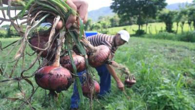 Producción de cebolla en Comayagua, zona central de Honduras.