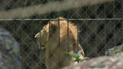 Tigres' Nicolas Lopez celebrates after scoring against Queretaro during the Mexican Apertura 2021 football tournament match at the Universitario stadium in Monterrey, Mexico, on August 17, 2021. (Photo by Julio Cesar AGUILAR / AFP)