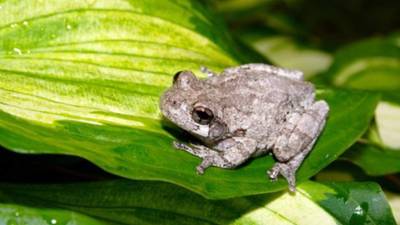 Las partes de cuerpos animales, entre ellos ranas, suelen ser transportados cuando se aproxima el año nuevo chino.