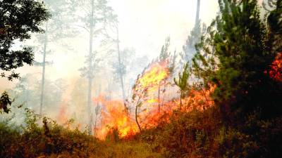 <b>Por más de 24 horas se extendió incendio forestal</b>