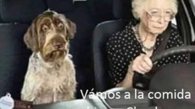 Tras las recientes noticias de la supuesta carne de perro en un restaurante de comida china en Tegucigalpa, un sin fin de usuarios en las redes se lo han tomado con humor.