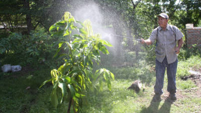 Los productores deben realizar por lo menos de dos a tres fumigaciones por año, dependiendo de las plantaciones.