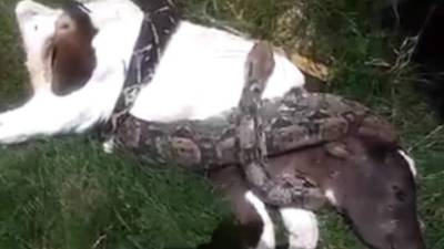 Momento en el que el tercero era enrollado por la serpiente.