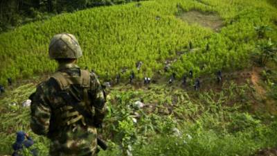 Colombia es el mayor productor de cocaína.