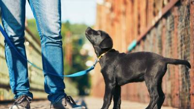 Los perros envejecen de forma similar a los humanos.