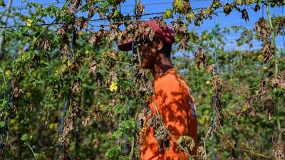 Las temperaturas extremas también afectaron los cultivos en gran parte de la región.