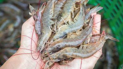 La exportación de camarón hondureño hacia México se encontraba en suspenso.