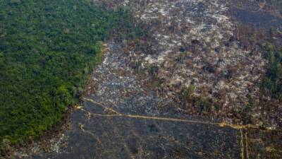 Siete de los nueve países que comparten la Amazonía, definieron una serie de medidas para proteger la mayor selva tropical del planeta. AFP