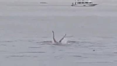 Captura del video del turista devorado por un tiburón.
