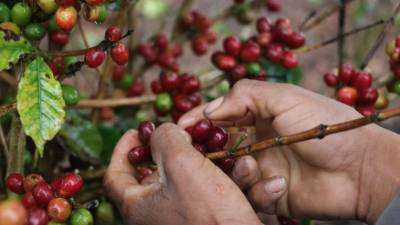 El objetivo del Foro de Productores y Tostadores será vender un mínimo de 50 contenedores que dejarán entre 7.5 a 10 millones de dólares (186 a 248 millones de lempiras). Imagen de archivo.