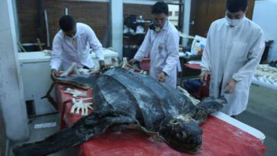 La tortuga baula, estará en el primer Museo de Historia Natural, que se ubicará en la Unah-vs. Fotos: Amílcar Izaguirre