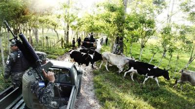 Operativo de la Fuerza Maya Chortí en la zona de Tegucigalpita, en Omoa, Cortés.