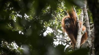 SOCP06. YAKARTA (INDONESIA), 03/11/2017. Fotografía sin fecha cedida por el programa de conservación del orangután de Sumatra (SOCP) que muestra a un orangután de Tapanuli colgado de un árbol en Batang Toru, Tapanuli, norte de Sumatra (Indonesia). Según el SOCP, el orangután de Tapanuli es genéticamente y morfológicamente distinto de los orangutanes de Borneo (Pongo pygmaeus) y de Sumatra (Pongo abelii). EFE/JONAS LANDOLT/SOCP/SOLO USO EDITORIAL/NO VENTAS