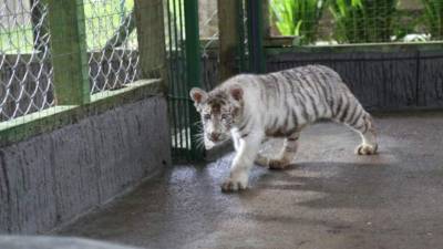 El zoológico será el nuevo hogar de los felinos que serán donados por el Circo de los Hermanos Suárez.