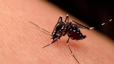 Zancudo transmisor del dengue.